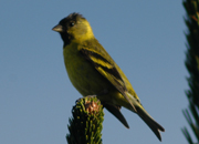 link to black chinned siskin